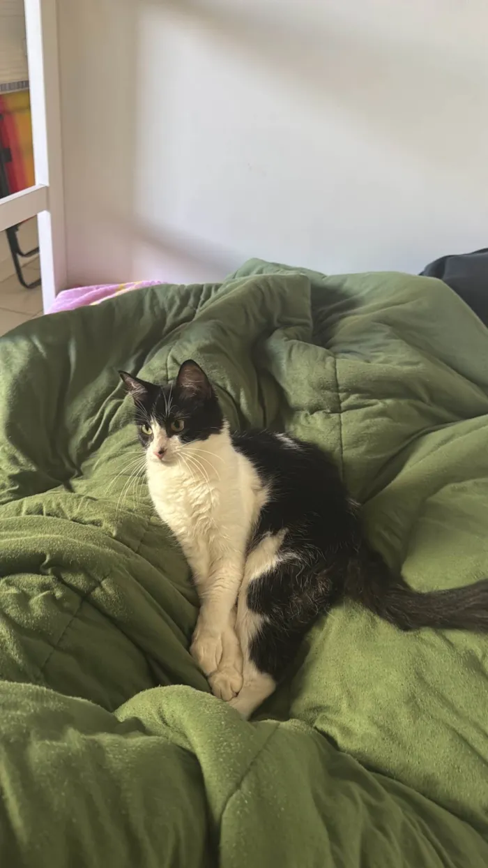 Gato ra a SRD-ViraLata idade 7 a 11 meses nome Jojo