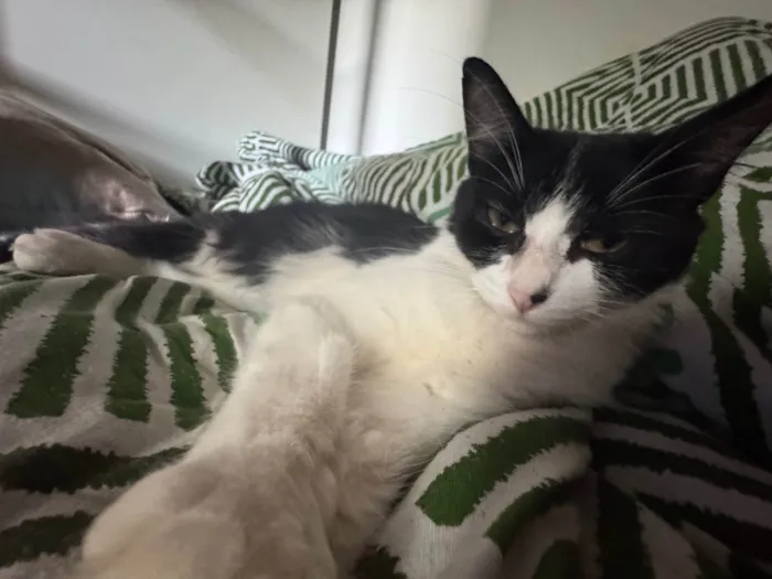 Gato ra a SRD-ViraLata idade 7 a 11 meses nome Jojo