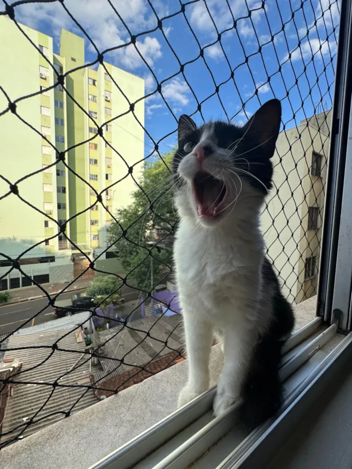 Gato ra a SRD-ViraLata idade 7 a 11 meses nome Jojo