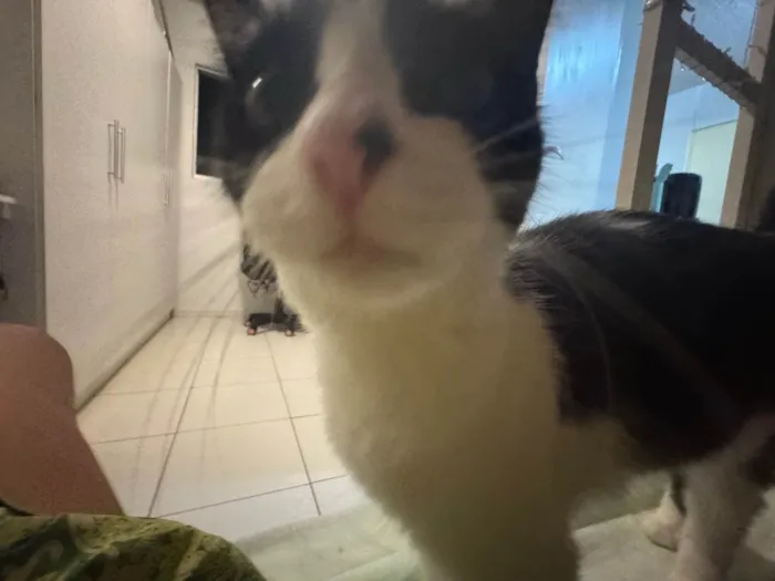 Gato ra a SRD-ViraLata idade 7 a 11 meses nome Jojo