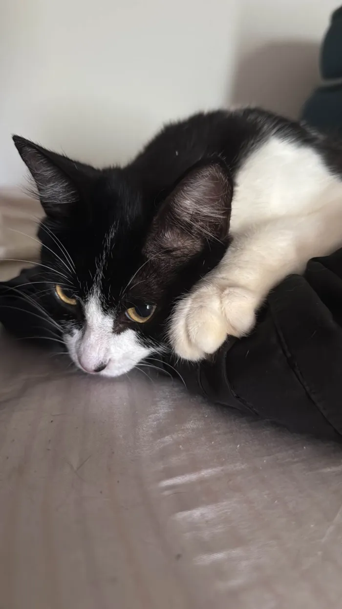 Gato ra a SRD-ViraLata idade 7 a 11 meses nome Jojo