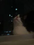 Jojo