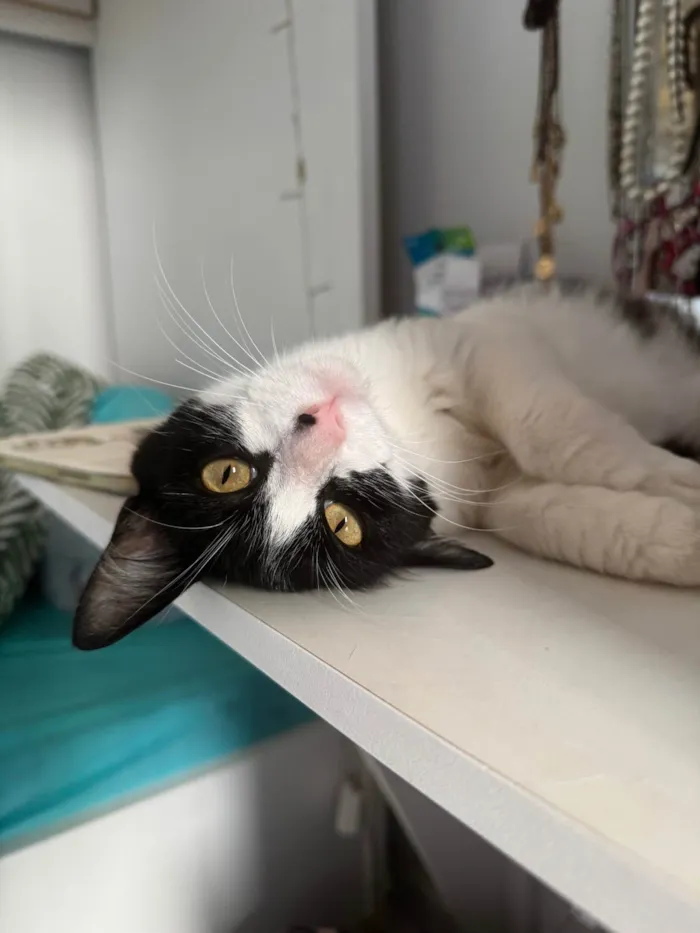 Gato ra a SRD-ViraLata idade 7 a 11 meses nome Jojo