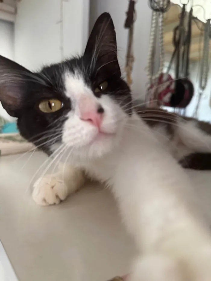 Gato ra a SRD-ViraLata idade 7 a 11 meses nome Jojo
