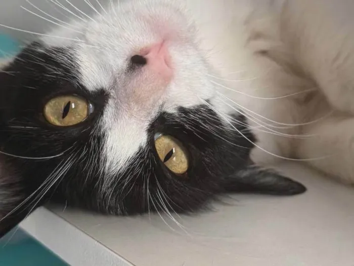 Gato ra a SRD-ViraLata idade 7 a 11 meses nome Jojo