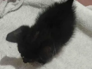 Gato raça SRD-ViraLata idade Abaixo de 2 meses nome pantera 