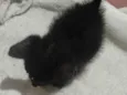 pantera