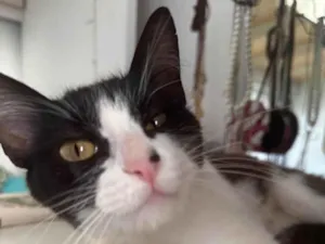Gato raça SRD-ViraLata idade 7 a 11 meses nome Jojo