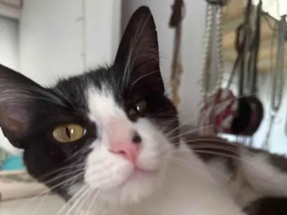Gato raça SRD-ViraLata idade 7 a 11 meses nome Jojo