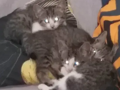 Gato raça SRD-ViraLata idade Abaixo de 2 meses nome Sem nome