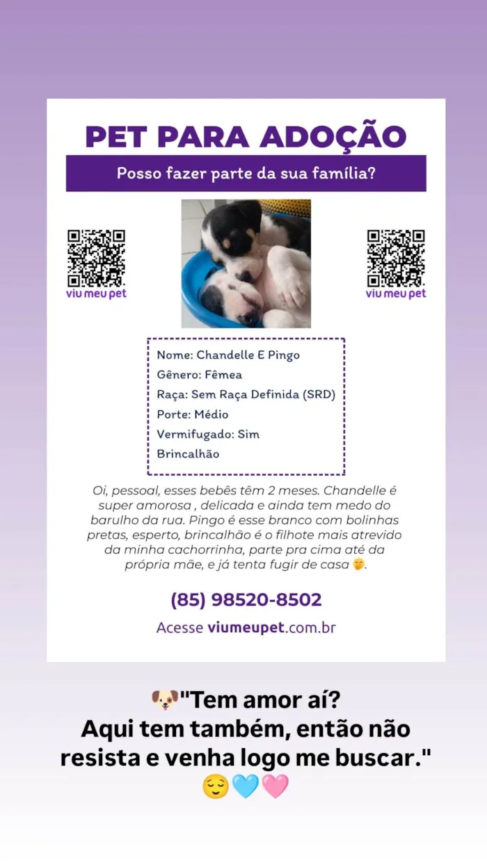Cachorro ra a SRD-ViraLata idade Abaixo de 2 meses nome Pingo e Chandelle