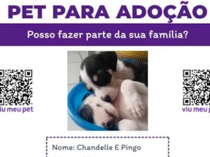 Cachorro raça SRD-ViraLata idade Abaixo de 2 meses nome Pingo e Chandelle