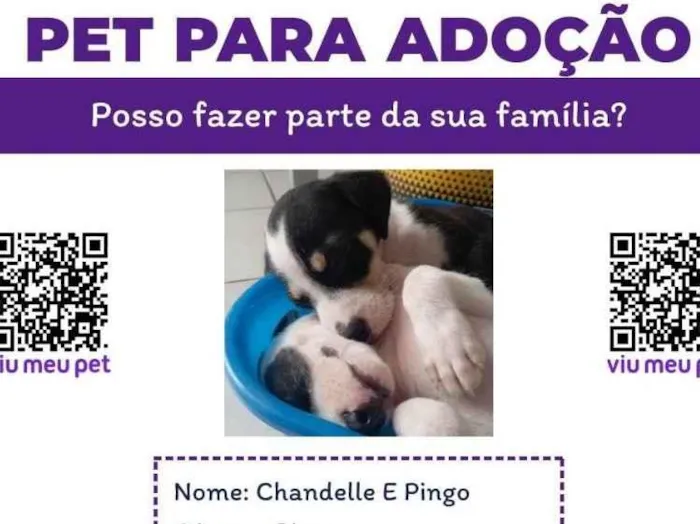 Cachorro ra a SRD-ViraLata idade Abaixo de 2 meses nome Pingo e Chandelle
