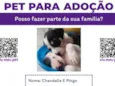 Pingo e Chandelle