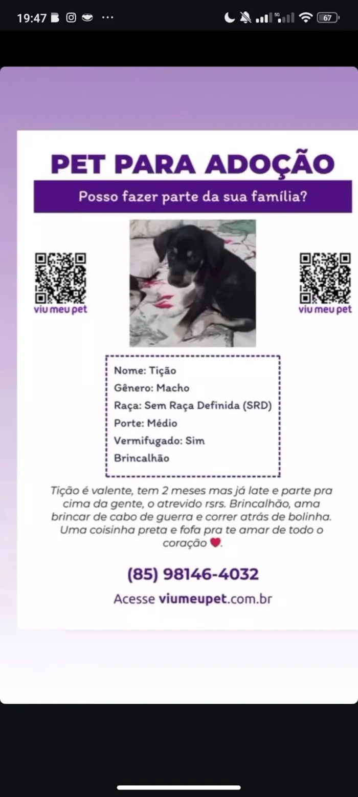 Cachorro ra a SRD-ViraLata idade Abaixo de 2 meses nome Tição 