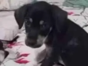 Cachorro raça SRD-ViraLata idade Abaixo de 2 meses nome Tição 