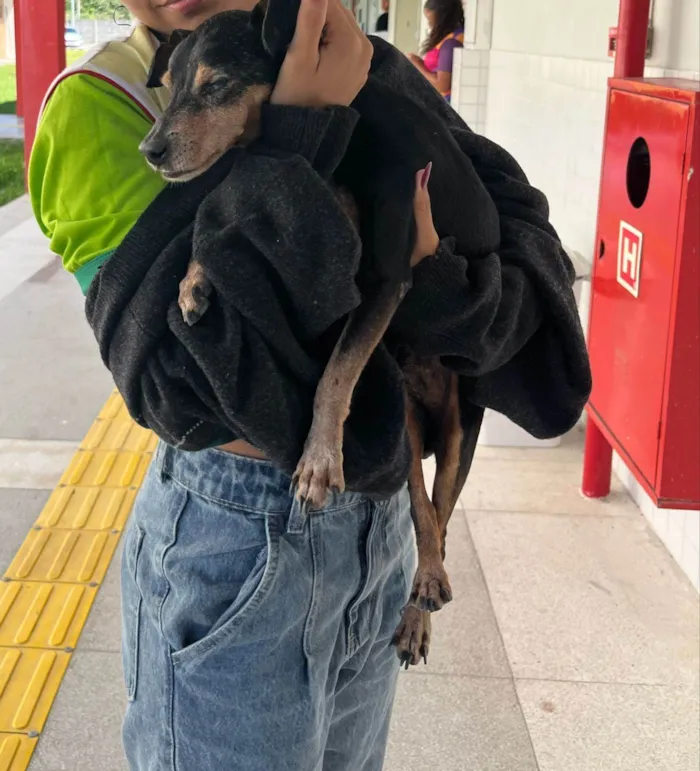 Cachorro ra a SRD-ViraLata idade 6 ou mais anos nome Carlos 