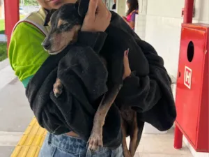 Cachorro raça SRD-ViraLata idade 6 ou mais anos nome Carlos 