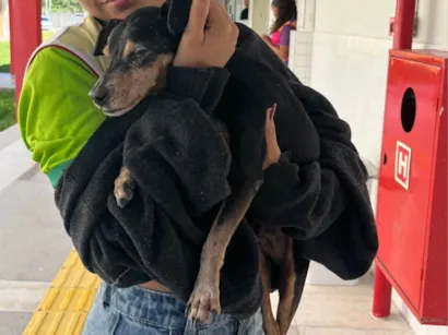 Cachorro raça SRD-ViraLata idade 6 ou mais anos nome Carlos 