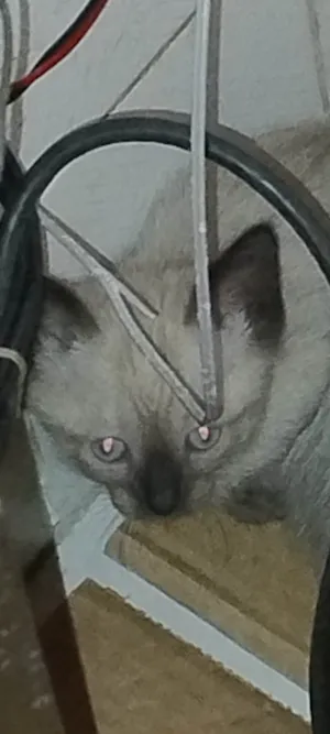 Gato raça Siamês idade Abaixo de 2 meses nome Invicodinho