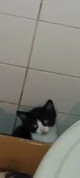 Juquinha