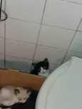 Juquinha