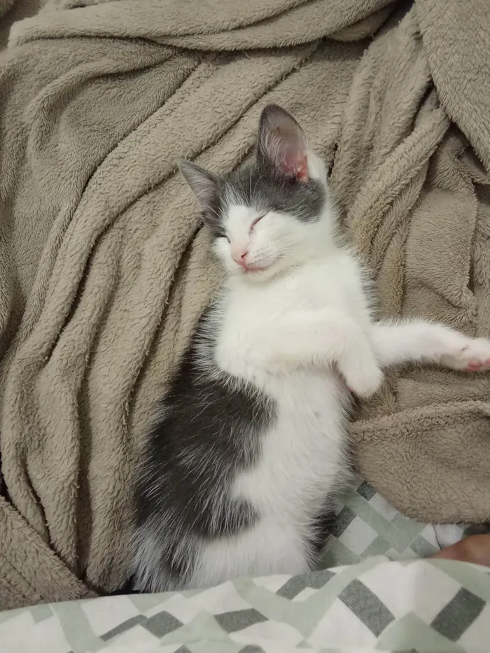 Gato ra a SRD-ViraLata idade 2 a 6 meses nome Mabel