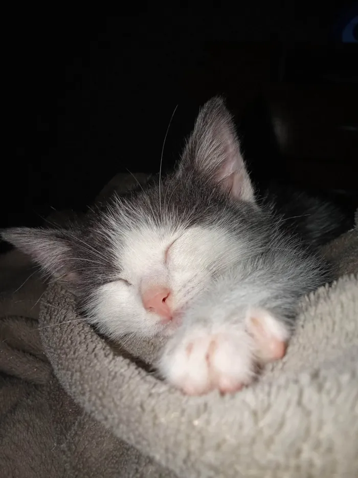 Gato ra a SRD-ViraLata idade 2 a 6 meses nome Mabel