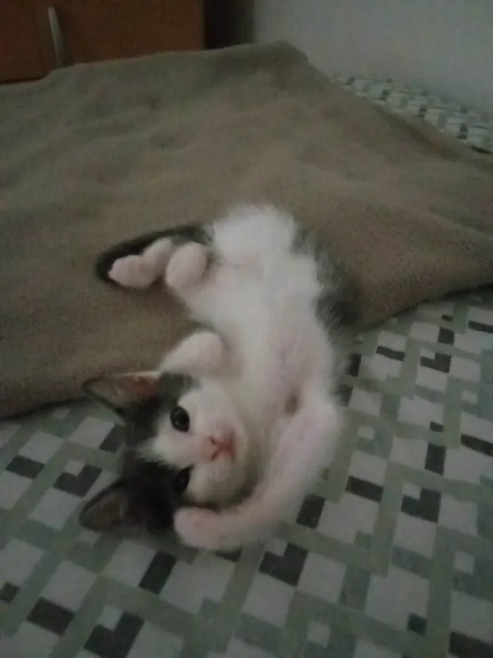 Gato ra a SRD-ViraLata idade 2 a 6 meses nome Mabel