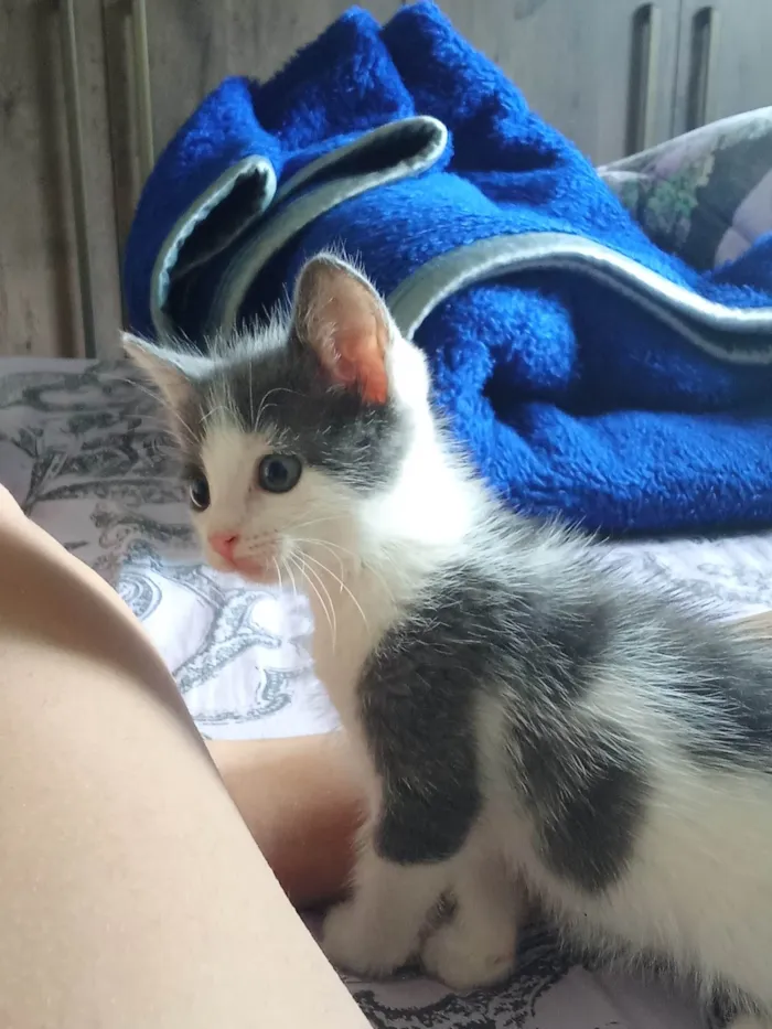 Gato ra a SRD-ViraLata idade 2 a 6 meses nome Mabel