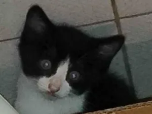 Gato raça SRD-ViraLata idade Abaixo de 2 meses nome Juquinha 