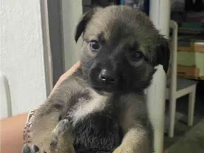 Cachorro raça SRD-ViraLata idade Abaixo de 2 meses nome Sem nome 
