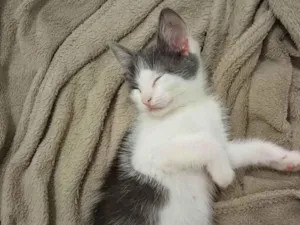Gato raça SRD-ViraLata idade 2 a 6 meses nome Mabel