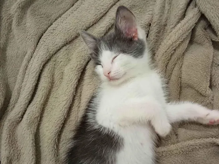 Gato ra a SRD-ViraLata idade 2 a 6 meses nome Mabel