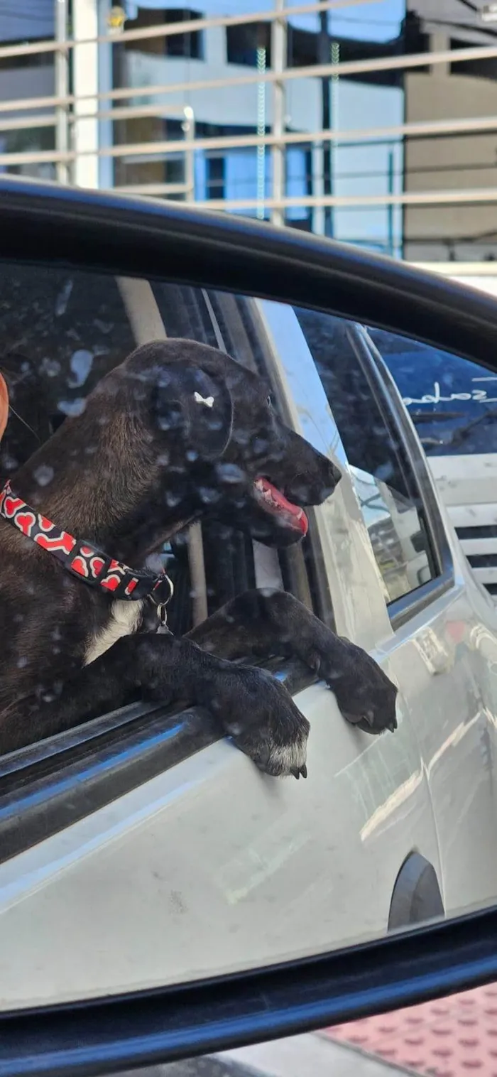 Cachorro ra a SRD-ViraLata idade 2 a 6 meses nome Moreninha
