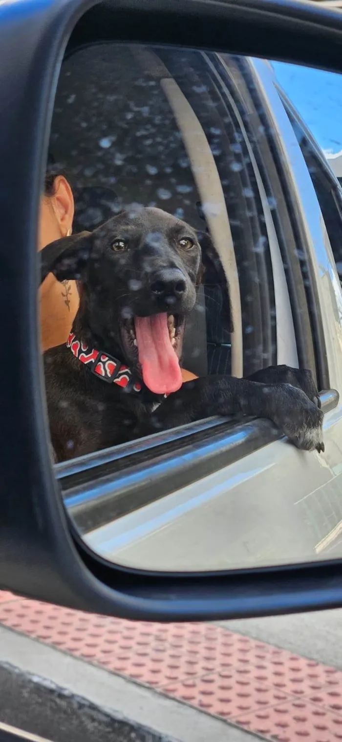 Cachorro ra a SRD-ViraLata idade 2 a 6 meses nome Moreninha