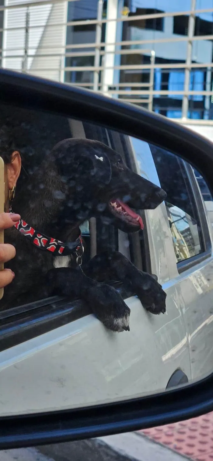 Cachorro ra a SRD-ViraLata idade 2 a 6 meses nome Moreninha