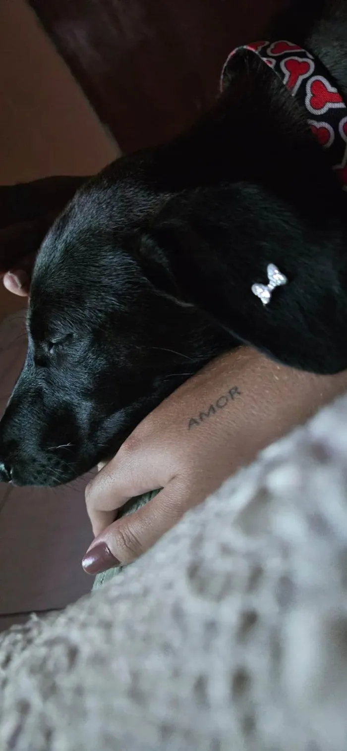 Cachorro ra a SRD-ViraLata idade 2 a 6 meses nome Moreninha