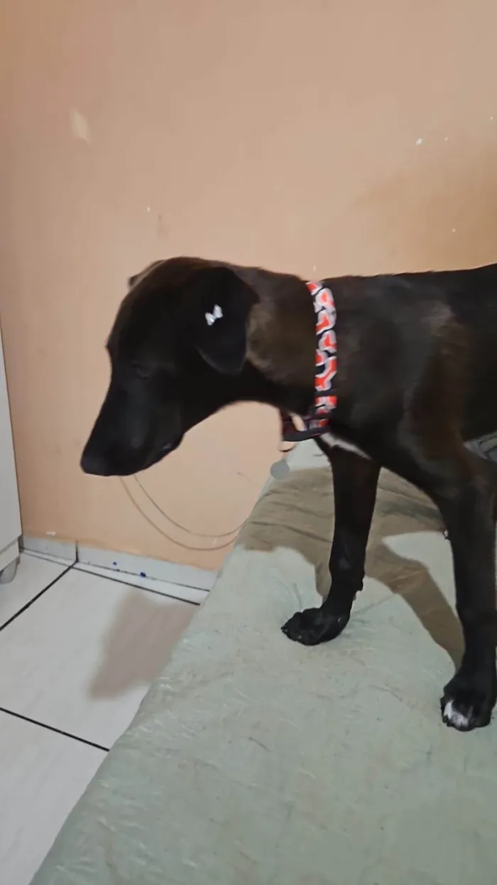 Cachorro ra a SRD-ViraLata idade 2 a 6 meses nome Moreninha