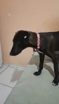 Moreninha