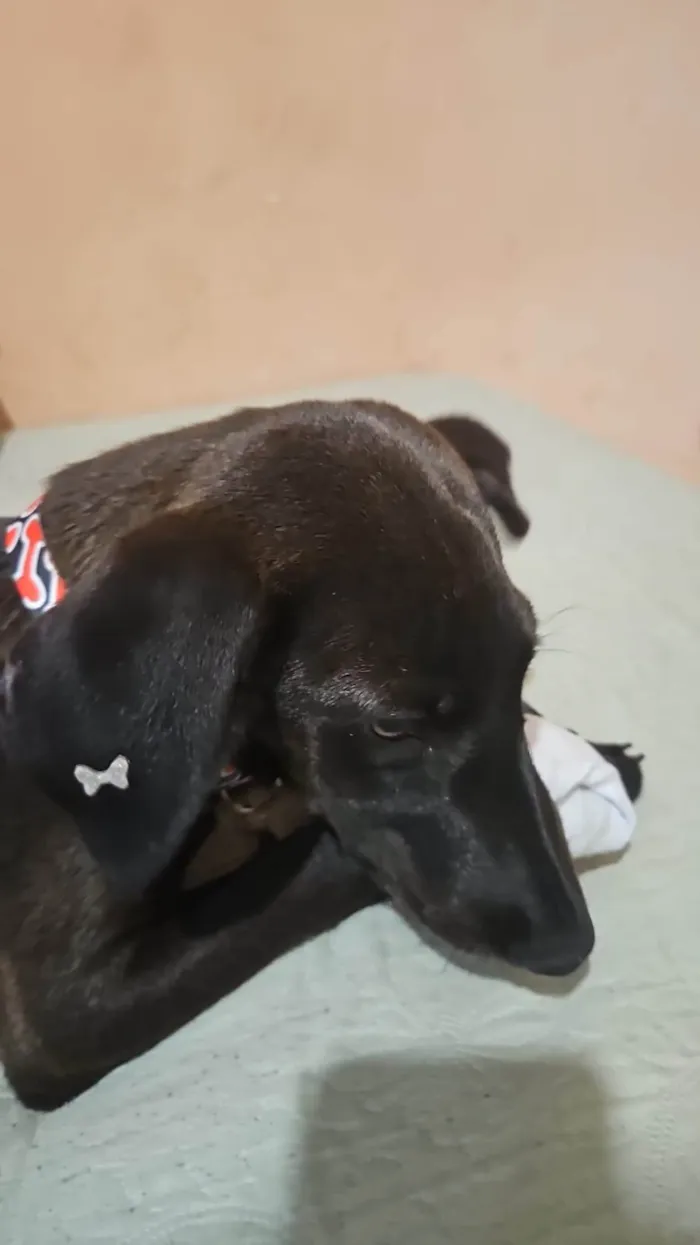 Cachorro ra a SRD-ViraLata idade 2 a 6 meses nome Moreninha
