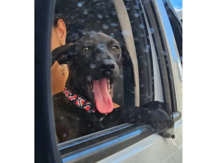 Cachorro ra a SRD-ViraLata idade 2 a 6 meses nome Moreninha