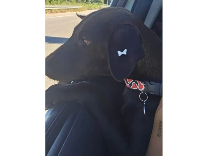 Cachorro ra a SRD-ViraLata idade 2 a 6 meses nome Moreninha