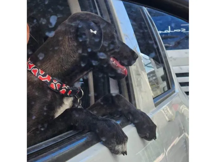 Cachorro ra a SRD-ViraLata idade 2 a 6 meses nome Moreninha
