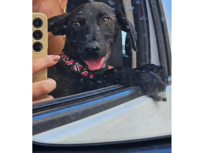 Cachorro ra a SRD-ViraLata idade 2 a 6 meses nome Moreninha