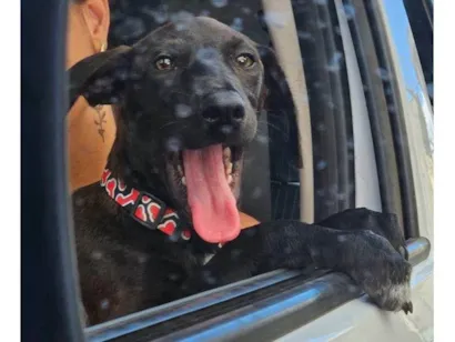 Cachorro raça SRD-ViraLata idade 2 a 6 meses nome Moreninha