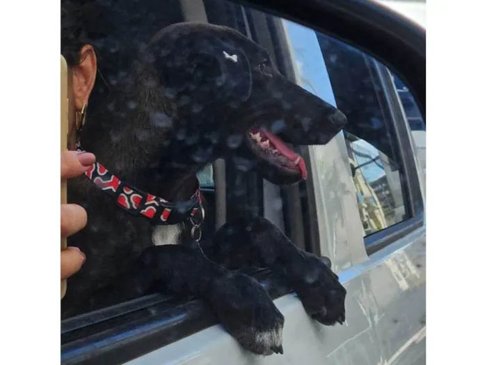 Cachorro ra a SRD-ViraLata idade 2 a 6 meses nome Moreninha