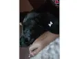 Moreninha