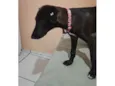 Moreninha