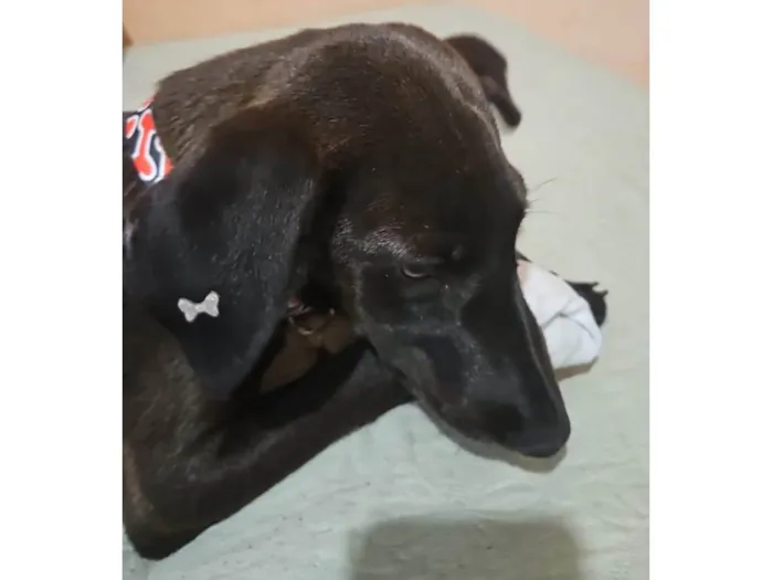 Cachorro ra a SRD-ViraLata idade 2 a 6 meses nome Moreninha